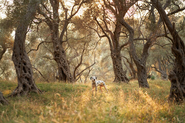 A Dalmatian dog sits poised among the gnarled olive trees, its distinctive spots a stark contrast...