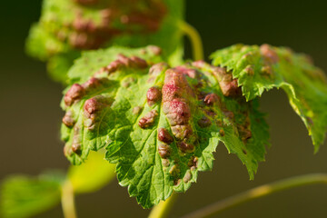 Johannisbeerblasenlaus Cryptomyzus ribis (L.)	
