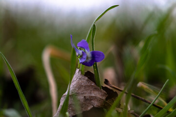 blue violet flower