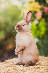 cute animal pet rabbit or bunny white or brown color smiling and laughing with copy space for...