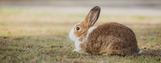 cute animal pet rabbit or bunny white or brown color smiling and laughing with copy space for...