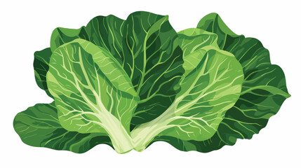 Chinese cabbage leaves icon. Green vitamin vegetable.