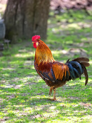 rooster on the farm