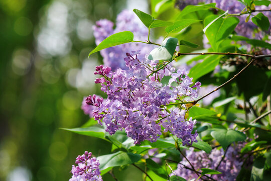 blossom of a violet syringa in the garden. beautiful floral background in springtime