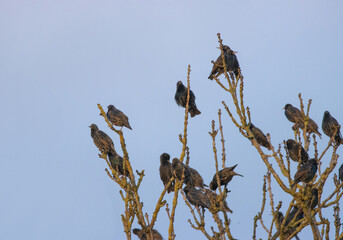 flock of starlings on the top of a tree
