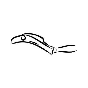 basque pelota vector line icon. playing basque pelota. sport pictogram illustration.