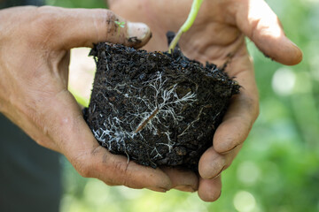 hands holding a mycelium-filled seedling substract, ideal for regenerative and sustainable...