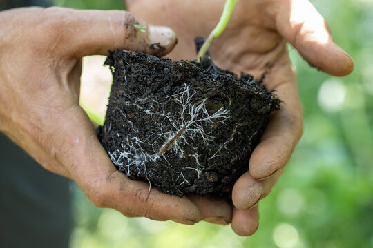 hands holding a mycelium-filled seedling substract, ideal for regenerative and sustainable agriculture.