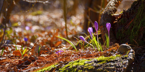 closeup of wild crocus by the tree among the grass. first flowers in spring on a sunny day