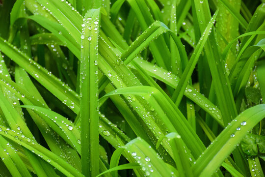 closeup of grass field in raindrops. wet meadow background in spring