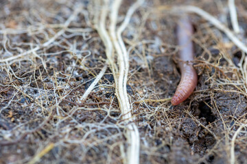 earthworm coming out of the ground  - obrazy, fototapety, plakaty