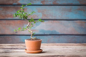 Fotobehang Bonsai Small decorative tree on wooden floor, Small bonsai tree in the clay pots  © pattanawit