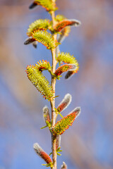 a tree branch with shoots, the harbingers of spring.