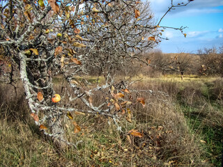 Late fall. An old apple tree with a lonely apple.