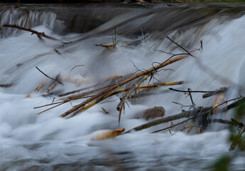 Branches on a river stream