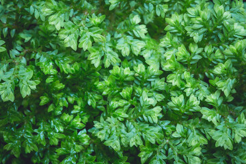 Fototapeta premium small leafs plant pattern background.