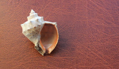 Conch Sea Shell With Pearlescent Surface Of Inner Side On Leather Background 