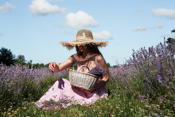 Young beautiful sexy woman in a straw hat with a basket harvests flowers in a lavender field...