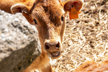 Rural scene of cows going about their life, eating, walking or relieving themselves behind the bars of their corral
