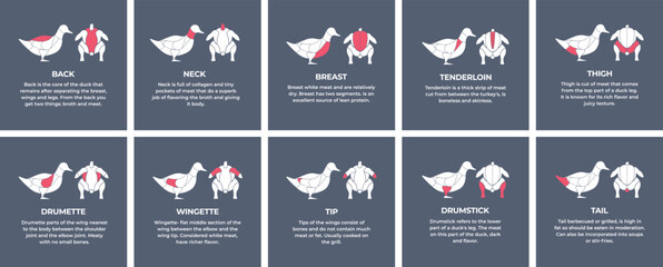 Guide cutting meat carcass duck, goose, turkey, lamb, pork, chicken. Butcher guide. Diagrams сutting parts meat carcass domestic farm poultry and farm livestock. Vector flat color illustration isolate
