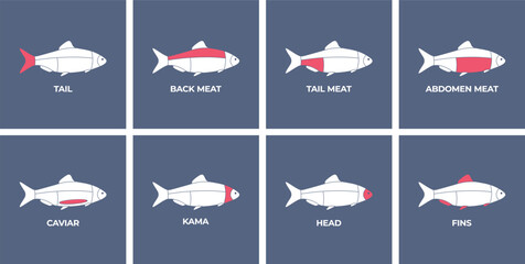 Seafood. Cutting meat fish carcass. Diagram сutting parts meat fish. Butcher guide seafood. Vector flat color drawing illustration. Isolated.