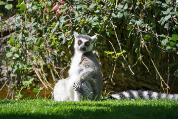 Naklejka na ściany i meble Ring-tailed lemur sitting in the grass looking at camera