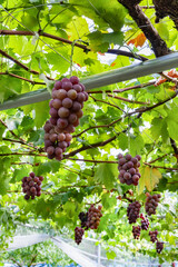 巨峰のぶどう棚