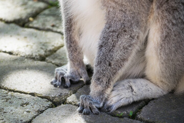 Fototapeta premium Close-up of the legs of a ring-tailed lemur