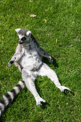Ring-tailed lemur sitting in the grass © Chris DoAl