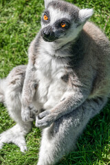 Portrait of a relaxed lemur catta sitting on the grass. Ring-tailed lemur