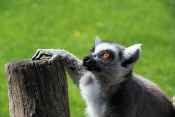 Ring-tailed lemur with paw on a wooden trunk