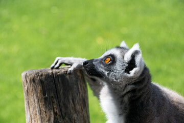 Profile view of a ring-tailed lemur, (Lemur catta)