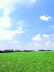 Obraz premium 除草された草原と林のある春の水元公園風景