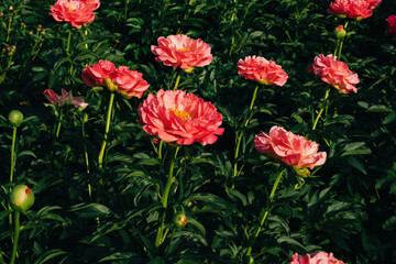 Obraz premium Beautiful coral red peony flowers blooming in the garden. Summer natural flowery background.