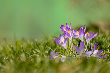 Aufnahme von lila Krokusen auf einer Wiese, im Sonnenlicht.