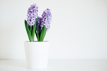 Beautiful fresh spring flowers in full bloom against white background. Negative space for text. Minimalist still life.
