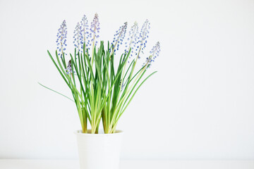 Beautiful fresh spring muscari flowers in full bloom against white background, close up. Copy space for text.