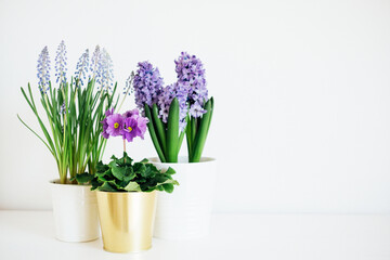 Beautiful fresh spring flowers such as hyacinth, primula and muscari in full bloom against white...