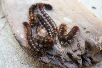 Several furry slugs were on the log. A worm with poisonous hairs as big as a finger. When it touches the skin, it is very itchy.