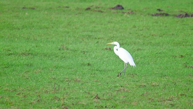 Great egret (Ardea alba) also known as the common egret or large egret or (in the Old World) great white heron in a field.