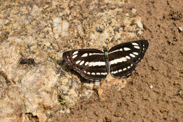 A butterfly perches on a rock Beautiful butterflies with various colors