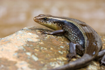 Selective Focus large skink sunbathes on a rock by the river. Lying there like a pregnant iguana