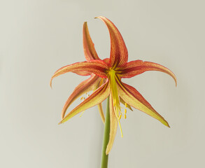 Hippeastrum (amaryllis) La Paz on gray background isolated
