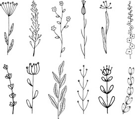 Hand-drawn vector illustration with botanical floral illustrations. Set of black line art sketch on white isolated background