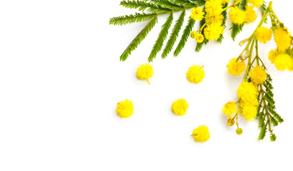 Mimosa spring flowers branch border design isolated on white background, top view. Bouquet of beautiful yellow fresh mimosa. Easter, Mother's Day holiday greeting card. Flat lay
