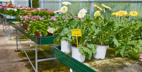 Garden center bussiness. Gerbera flowerpot on sale inside the greenhouse of a plant nursery. Decorative flowers for the garden.