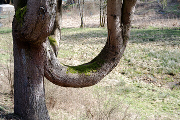 Ungewöhnlich gewachsener Baum - Eine Spielart der Natur