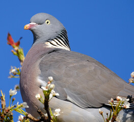The common wood pigeon, also known as simply wood pigeon, is a large species in the dove and pigeon family, native to the western Palearctic