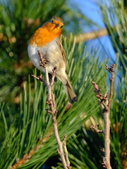 The European robin, known simply as the robin or robin redbreast in Great Britain and Ireland, is a small insectivorous passerine bird