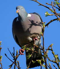 The common wood pigeon, also known as simply wood pigeon, is a large species in the dove and pigeon family, native to the western Palearctic